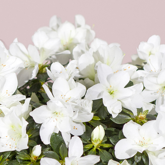 White Azalea Plant - Orchid Phalaenopsis review and price