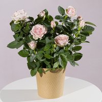 Pink Rose Plant - Orchid Phalaenopsis review and price