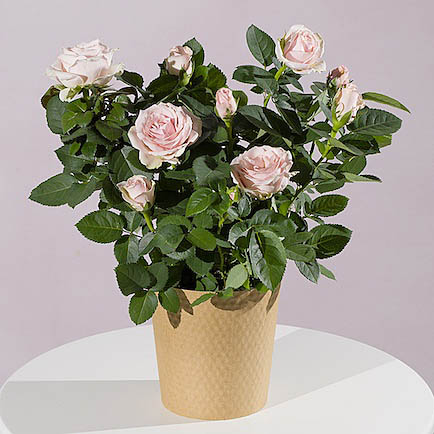Pink Rose Plant - Orchid Phalaenopsis review and price
