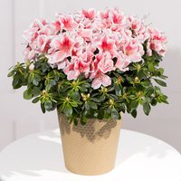 Pink Azalea Plant - Orchid Phalaenopsis review and price