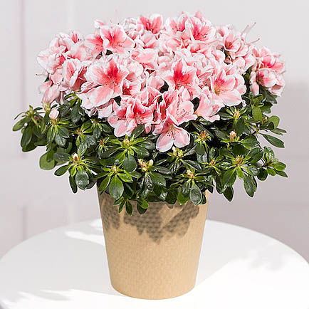 Pink Azalea Plant - Orchid Phalaenopsis review and price