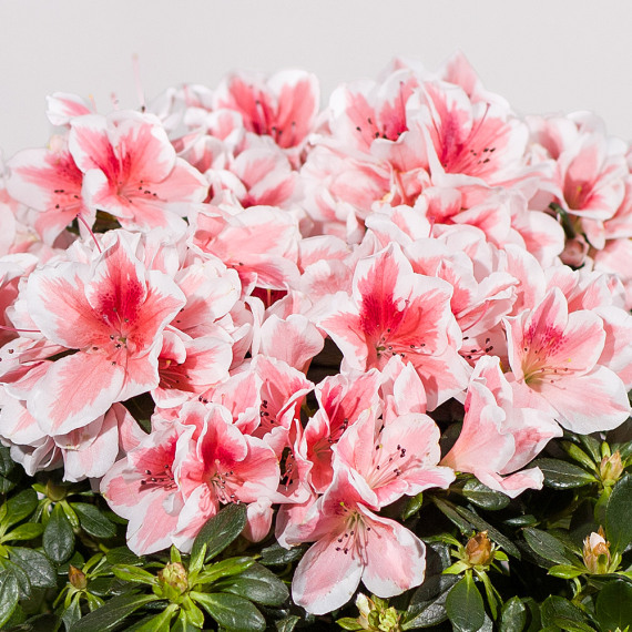 Pink Azalea Plant - Orchid Phalaenopsis review and price