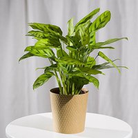 Calathea Plant - Orchid Phalaenopsis review and price
