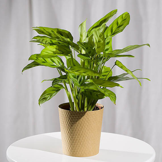 Calathea Plant - Orchid Phalaenopsis review and price
