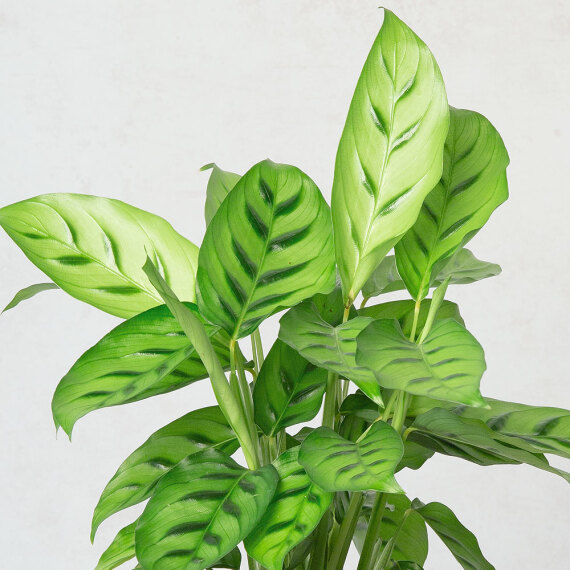 Calathea Plant - Orchid Phalaenopsis review and price