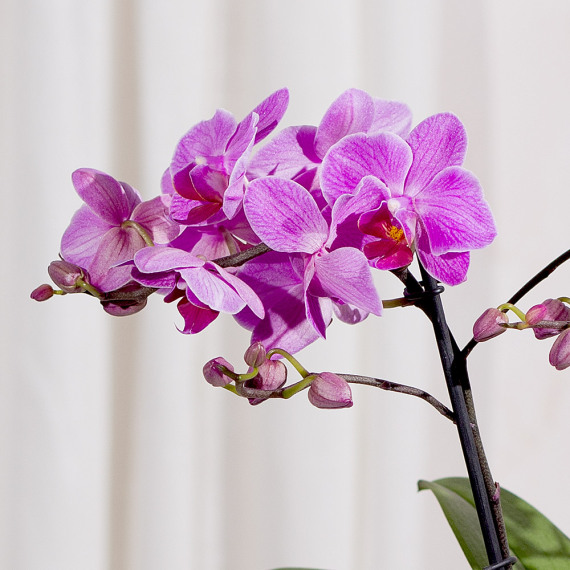 Phalaenopsis Orchid - Orchid Phalaenopsis review and price