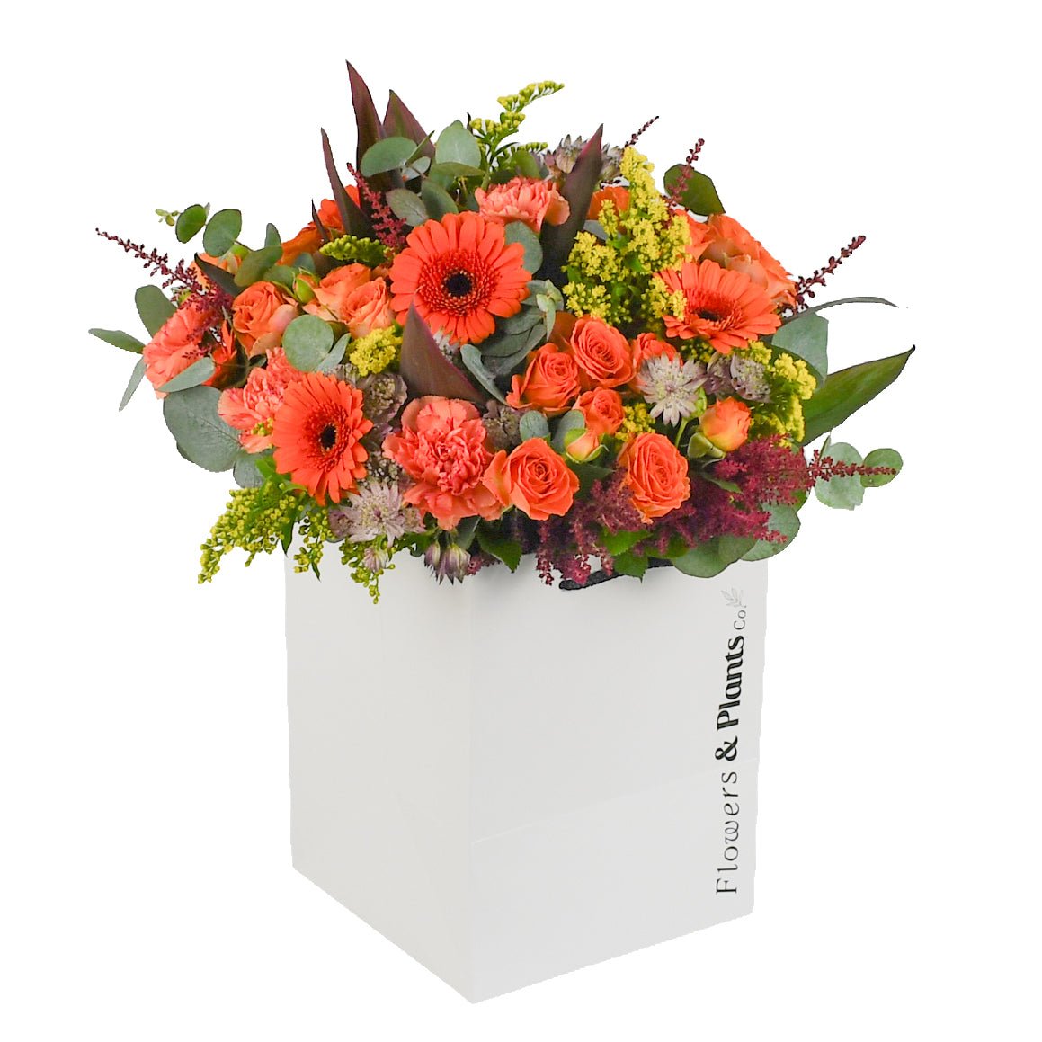 Rosy Glow - Plant Parent Definition review and price
