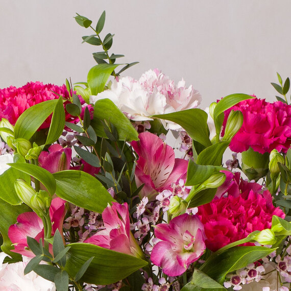 Strawberry Swirl - Orchid Phalaenopsis review and price