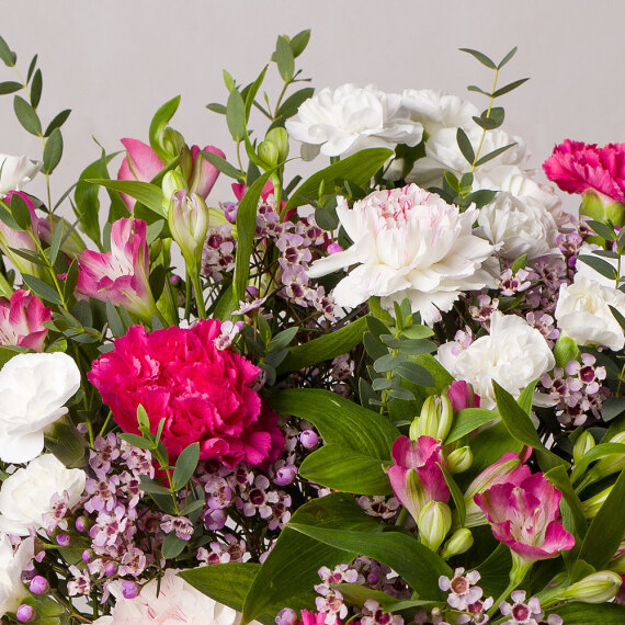 Strawberry Swirl Luxe - Orchid Phalaenopsis review and price