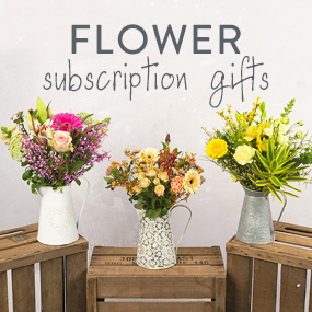 Hand Tied 6 Month Flower Gift - Orchid Phalaenopsis review and price