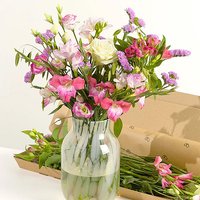 Letterbox Monthly Flower Gift - Orchid Phalaenopsis review and price